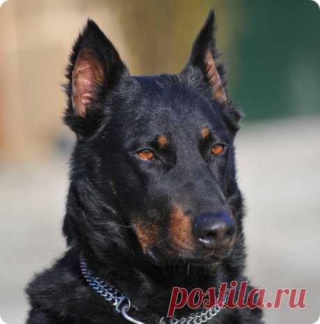 Босерон или французская овчарка это король среди собратьев.