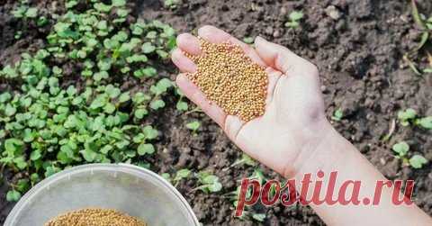 2 популярных средства, которые заменят навоз в огороде | САДОВОДОМАНИЯ | Пульс Mail.ru