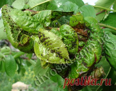 КАК ЗАЩИТИТЬ ПЛОДЫ ВИШНИ И ЧЕРЕШНИ ОТ ВИШНЕВОЙ МУХИ?Обсуждение на LiveInternet - Российский Сервис Онлайн-Дневников