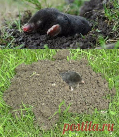 Простой способ изгнать кротов с участка — 6 соток