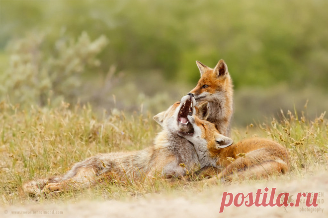 In a Fox Family Portrait.... by Roeselien Raimond / 500px