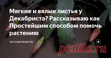 Мягкие и вялые листья у Декабриста? Рассказываю как Простейшим способом помочь растению Иногда случаются периоды, когда цветок начинает вянуть, его побеги и листья становятся дряблыми, начинают отвисать. Это ситуация не естественная. В таких случаях цветку необходима помощь.