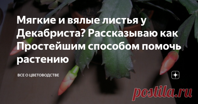 Мягкие и вялые листья у Декабриста? Рассказываю как Простейшим способом помочь растению Иногда случаются периоды, когда цветок начинает вянуть, его побеги и листья становятся дряблыми, начинают отвисать. Это ситуация не естественная. В таких случаях цветку необходима помощь.