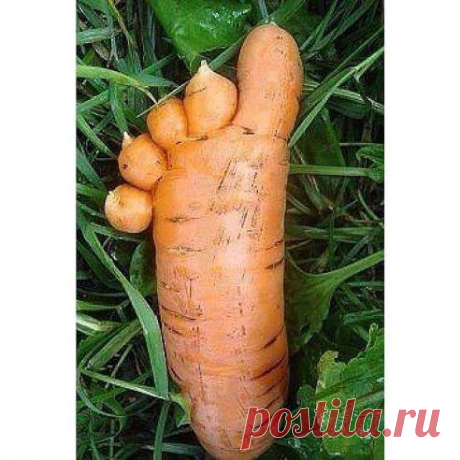 Необычная морковь