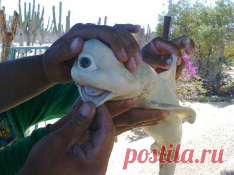 Одноглазая акула (2 фото)