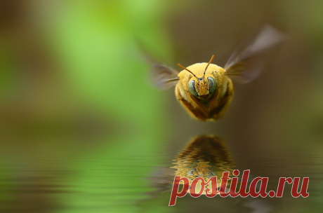 20 самых популярных макрофотографий на 500px в этом году