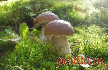 Интересные факты о грибах