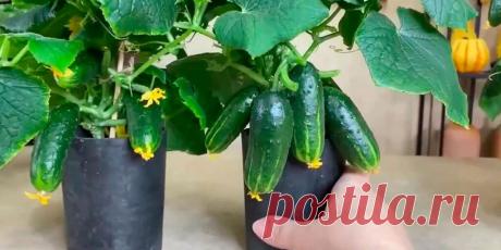 Чем подкормить огурцы - Сад и огород