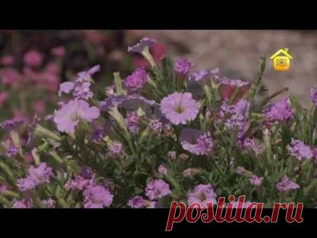 Петунии. Агротехника, сорта, уход (ForumHouseTV) - YouTube