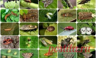 Собрали всех огородных вредителей в одной статье и рассказали, как с ними бороться