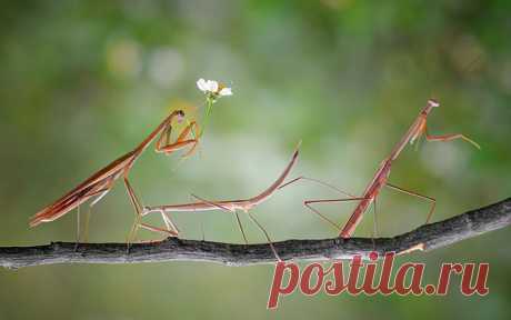 Фотографии из мира животных