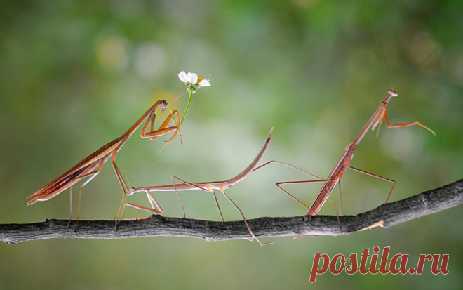 Фотографии из мира животных