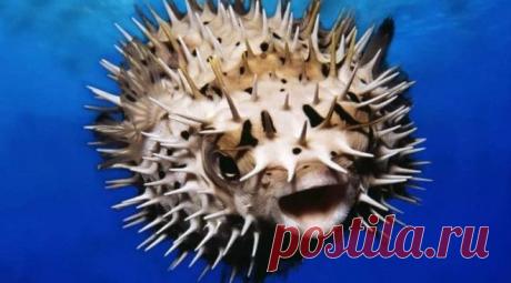 Интересные факты о ядовитой рыбе фугу