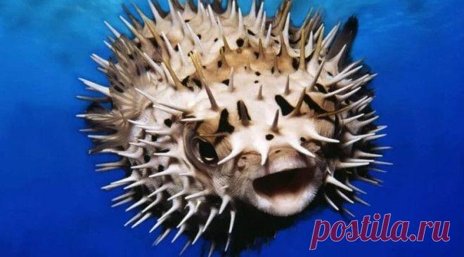 Интересные факты о ядовитой рыбе фугу