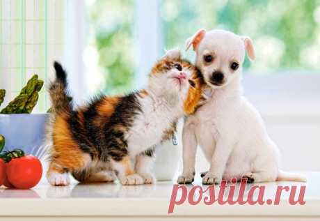 Мой Мир@Mail.Ru