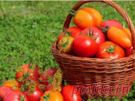 Топ лучших сладких томатов Многие огородники предпочитают выращивать сладкие помидоры. Предлагаю обзор 6 лучших сортов.