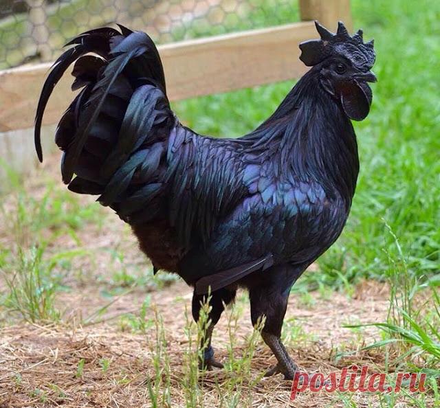 Животные, которые выглядят, как рокеры:Природа и животные