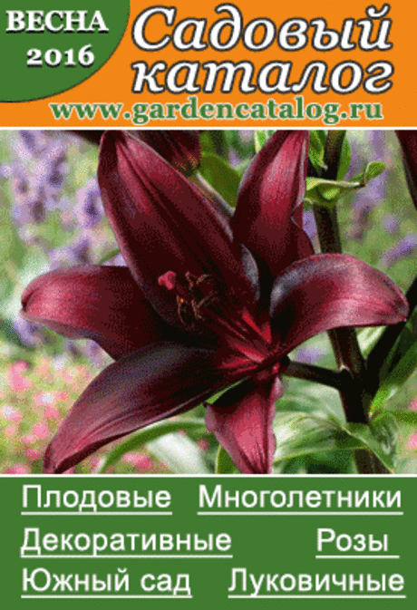 садовые цветы, клумбы и цветники своими руками / Красивые идеи для сада