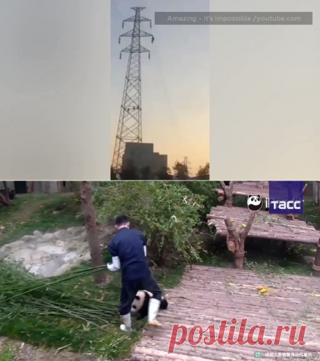 (14) Твиттер