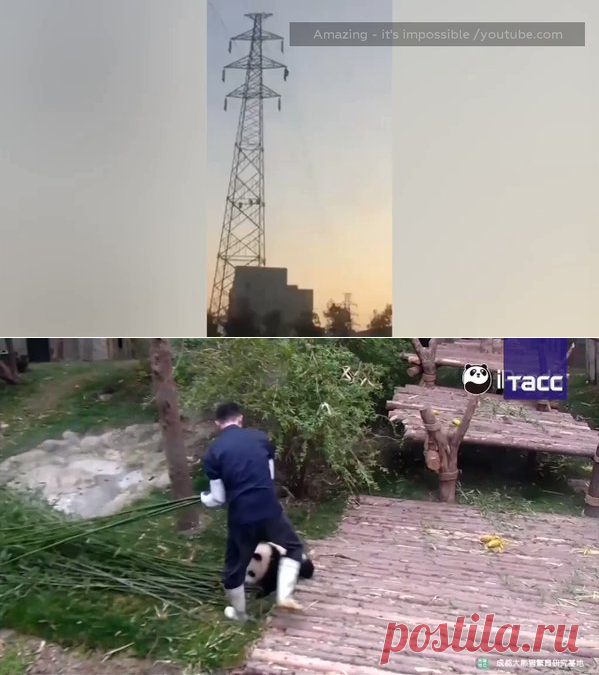(14) Твиттер