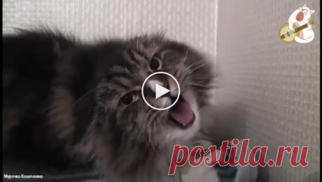 Поющий кот Миша поразил многих своим талантом