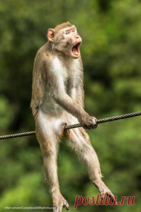 Победители конкурса Comedy Wildlife Photography Awards 2021 Comedy Wildlife Photography Awards — необычный фотоконкурс. 
Здесь жюри выбирает самые смешные фотографии животных со всего мира, которые авторы снимков снабжают соответствующими подписями. Победители...