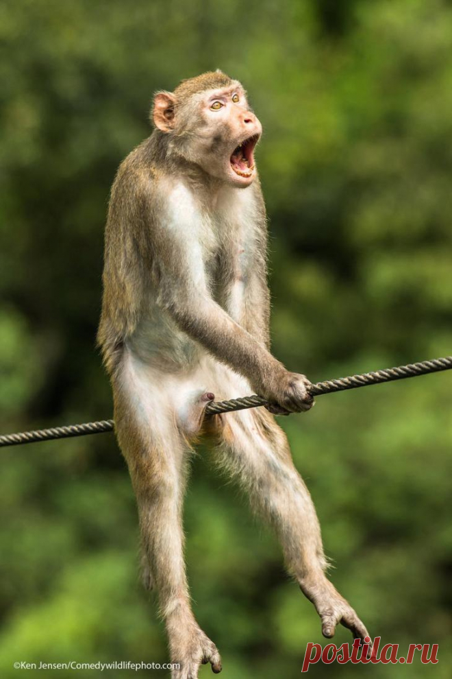 Победители конкурса Comedy Wildlife Photography Awards 2021 Comedy Wildlife Photography Awards — необычный фотоконкурс. 
Здесь жюри выбирает самые смешные фотографии животных со всего мира, которые авторы снимков снабжают соответствующими подписями. Победители...