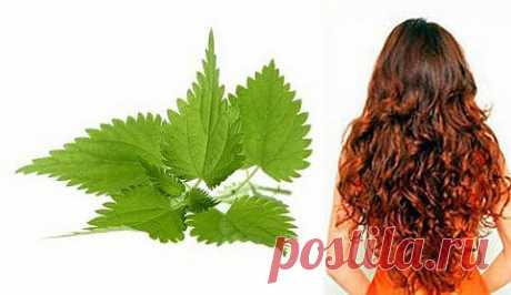 Ополаскивание волос крапивой - как правильно заваривать крапиву