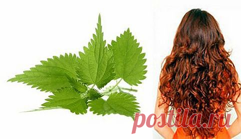 Ополаскивание волос крапивой - как правильно заваривать крапиву