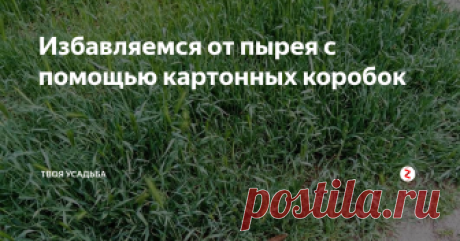 Избавляемся от пырея с помощью картонных коробок Пырей – надоедливая сорная трава, которую очень непросто вывести с участка. Если не бороться с ним, то за короткое время пырей заполонит весь огород. Обычной перекопкой тут не спастись. Нужно тщательно выбирать все корни, ведь даже маленький его кусочек, оставшийся в земле, снова вырастит в новое растение.
Но можно справиться с надоедливым сорняком и более простым способом – при помощи картонных к