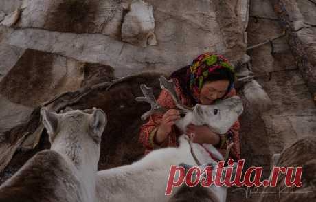 «Руки, пахнущие хлебом» Да, олени тоже бывают домашними. Почти как собаки или хомяки. Случается такое довольно часто, когда оленуха, принесшая потомство, вдруг погибает. Медведь задрал или волки порезали. И берут тогда оленеводы малыша-сироту к себе в чум. Ненадолго, на лето, до следующей зимы. Кормят его и берегут, а в непогоду или весенние морозы олененок даже спит в чуме, как домашний кот у печки. К следующей зиме &quot;сиротинушка&quot; подрастает до пропорций полувзрослого оленя и…