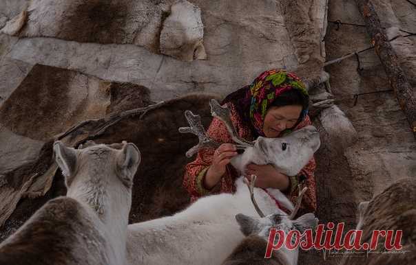 «Руки, пахнущие хлебом» Да, олени тоже бывают домашними. Почти как собаки или хомяки. Случается такое довольно часто, когда оленуха, принесшая потомство, вдруг погибает. Медведь задрал или волки порезали. И берут тогда оленеводы малыша-сироту к себе в чум. Ненадолго, на лето, до следующей зимы. Кормят его и берегут, а в непогоду или весенние морозы олененок даже спит в чуме, как домашний кот у печки. К следующей зиме "сиротинушка" подрастает до пропорций полувзрослого оленя и…