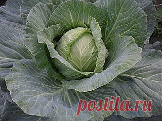 Лечебные свойства капусты. Капуста-скоропомощница.

А прошлым летом в ногу попала заноза от крыжовника. Сначала она меня не беспокоила. А потом место, где была заноза, начало дергать, больно стало наступать, и нога сильно отекла. И тут я опять приложила капусту, оставив на всю ночь. Утром отека на ноге не стало, и боль прошла.