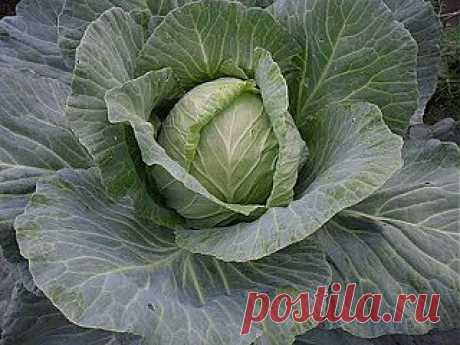 Лечебные свойства капусты. Капуста-скоропомощница.

А прошлым летом в ногу попала заноза от крыжовника. Сначала она меня не беспокоила. А потом место, где была заноза, начало дергать, больно стало наступать, и нога сильно отекла. И тут я опять приложила капусту, оставив на всю ночь. Утром отека на ноге не стало, и боль прошла.