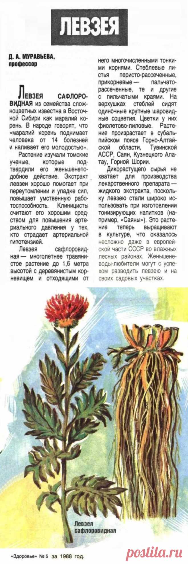 Левзея сафлоровидная