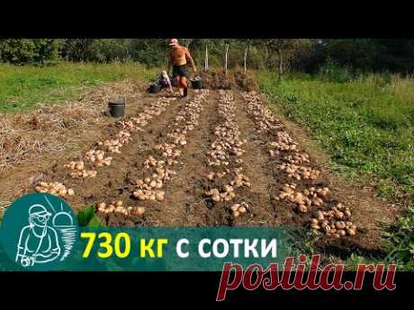 Посадка картофеля вразвал без окучивания 🚀 Выращивание по технологии Гордеевых