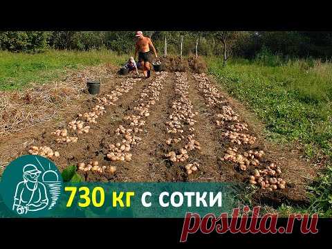 Посадка картофеля вразвал без окучивания 🚀 Выращивание по технологии Гордеевых