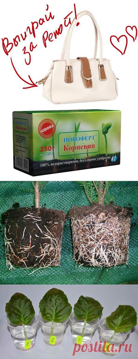 Корневин - мощный биостимулятор растений. Выиграйте стильную сумку от интернет-магазина Клуб Красоты, разместив любой пост с сайта 7dach.ru в Постиле. Чем больше постов - тем выше шансы. Розыгрыш состоится в понедельник, 16 декабря. В акции участвуют все посты, которые содержат этот текст и фото сумки!