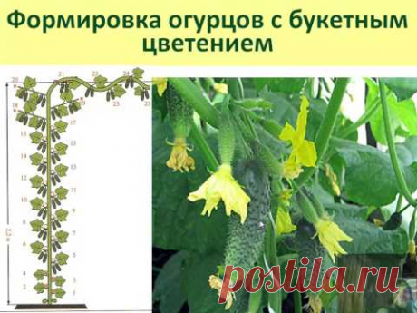 Огурцы, кабачки, тыквы и теплые грядки - YouTube