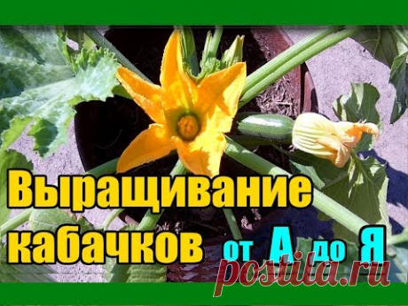 Кабачки: посадка семенами в открытый грунт и уход, выращивание рассады