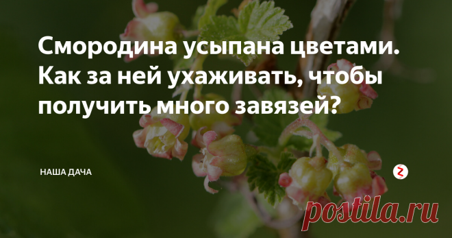 Смородина усыпана цветами. Как за ней ухаживать, чтобы получить много завязей? Смородина уже выпустила свои кисточки-цветочки. Аромат у кустов стоит бесподобный. Когда видишь своими глазами эту красоту, сразу представляется момент сбора урожая. Конечно, всем нам хочется, чтобы на кусте выросло много ягод, и чтобы они были сладкими да крупными. Пока куст цветет, у дачника есть возможность «помочь» растению, чтобы оно завязало как можно больше ягод. Что нужно сделать?
