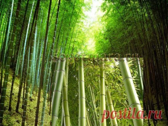 Бамбуковое волокно - инновация в текстильном производстве