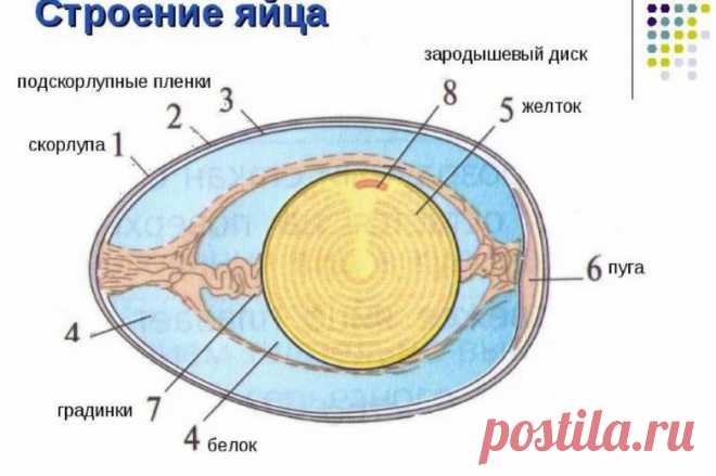 Оболочка от яичной скорлупы для здоровья и красоты / Будьте здоровы