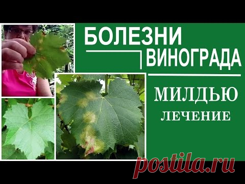 Болезни винограда. Милдью . Как спасти виноград