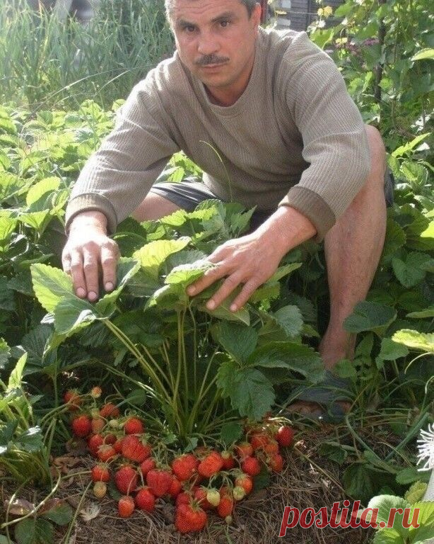 🍓 Ceкpeтнaя пoдкopмкa клубники бeз химии! | OK.RU