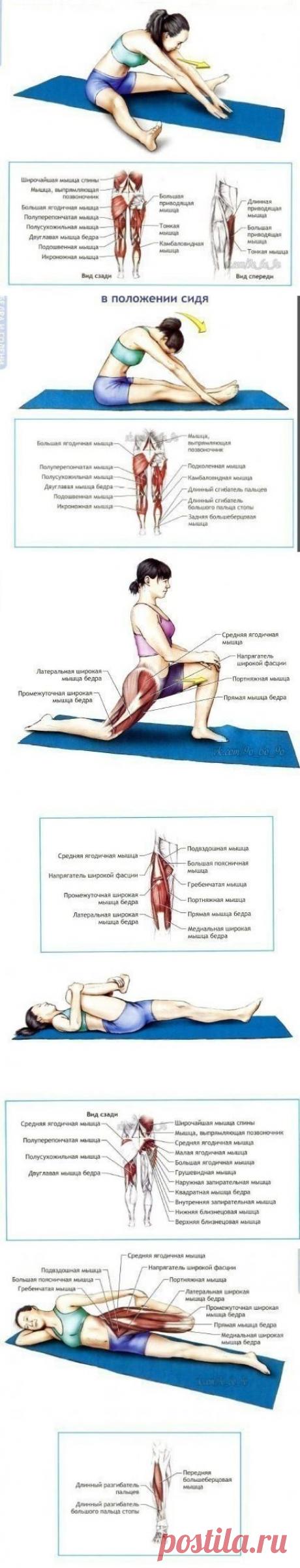 Упражнения на растяжку и гибкость.