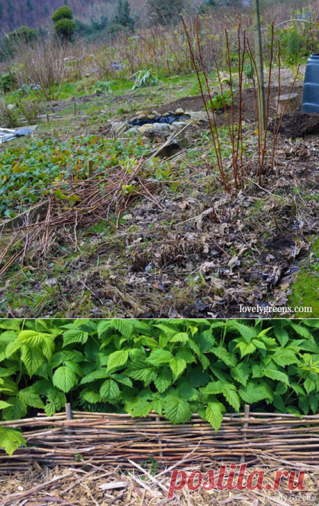 DIY Raspberry Cane Garden Edging • Lovely Greens
