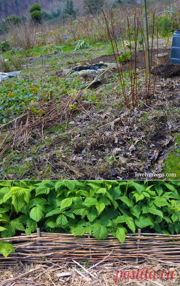 DIY Raspberry Cane Garden Edging • Lovely Greens