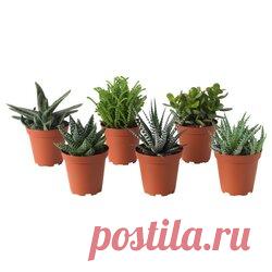 Комнатные суккуленты Семейства растений с суккулентами. Кактусовые (Cactaceae, около 2000 видов) преимущественно лишены листьев, стеблей суккулентные растения. Характерные их покрытые колючками ареолы (видоизмененные короткие приросты). Молочайных (Euphorbiaceae, около 8000 видов) содержат млечный сок. Стеблевой суккулентность встречается в сравнительно немногих видов, представителей американских кактусов из засушливых областей.