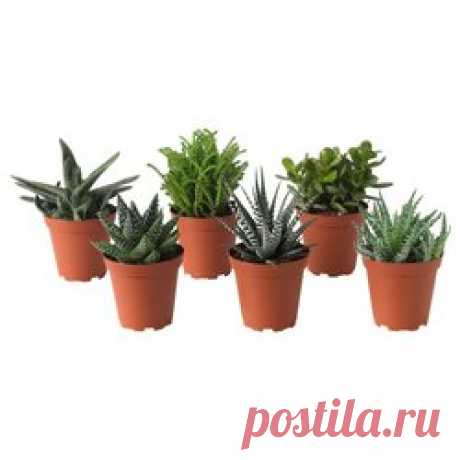 Комнатные суккуленты Семейства растений с суккулентами. Кактусовые (Cactaceae, около 2000 видов) преимущественно лишены листьев, стеблей суккулентные растения. Характерные их покрытые колючками ареолы (видоизмененные короткие приросты). Молочайных (Euphorbiaceae, около 8000 видов) содержат млечный сок. Стеблевой суккулентность встречается в сравнительно немногих видов, представителей американских кактусов из засушливых областей.